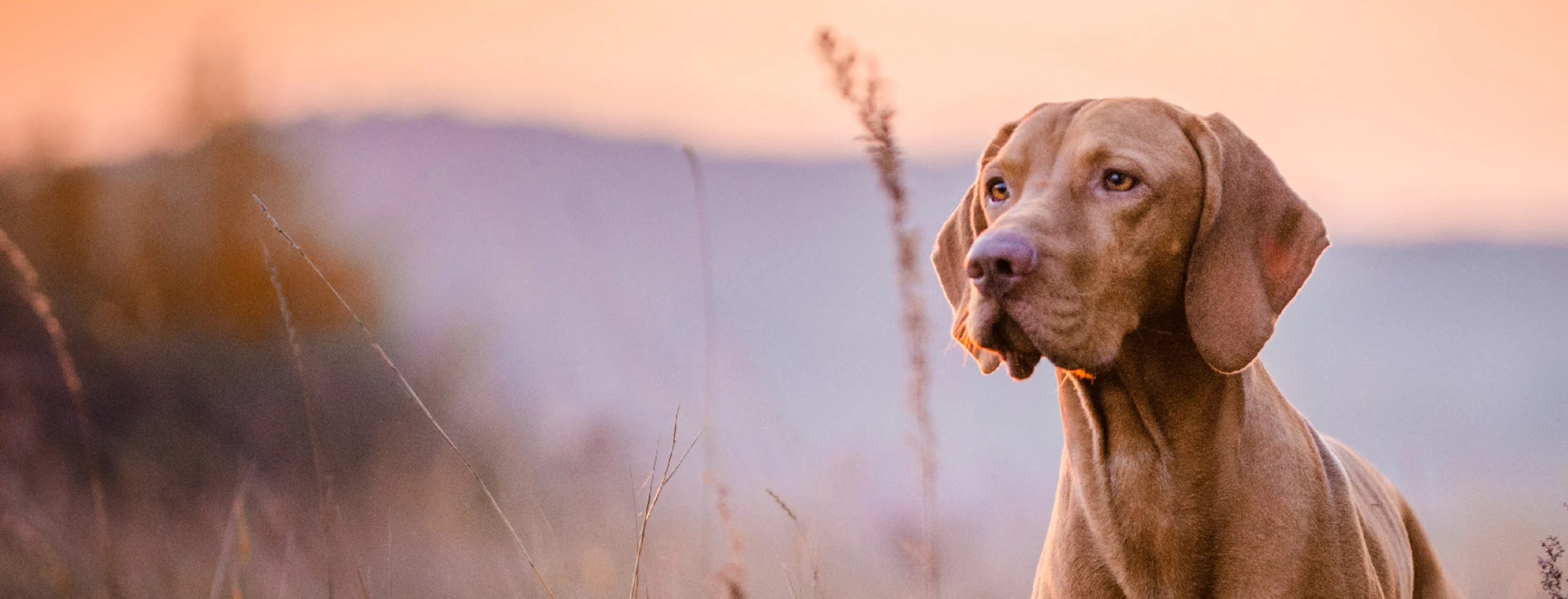A Vizsla dog standing in tall grass at sunset